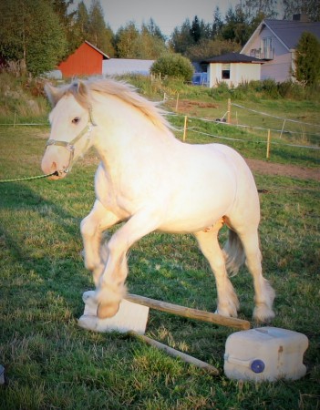 Siofra`s Meeko